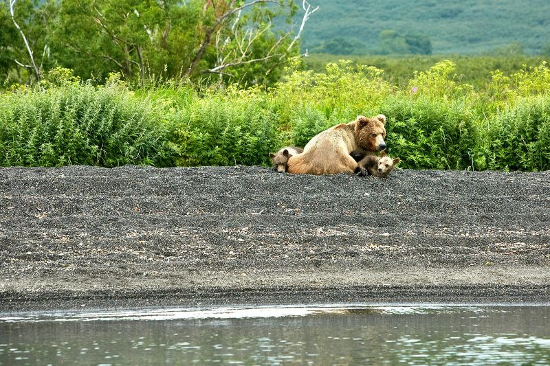 камчатка, курильское озеро, медведи, медвежата, медведица, kamchatka, kurilskoe lake, bears Тихий час в медвежьей семье после сытного рыбного обеда фото превью