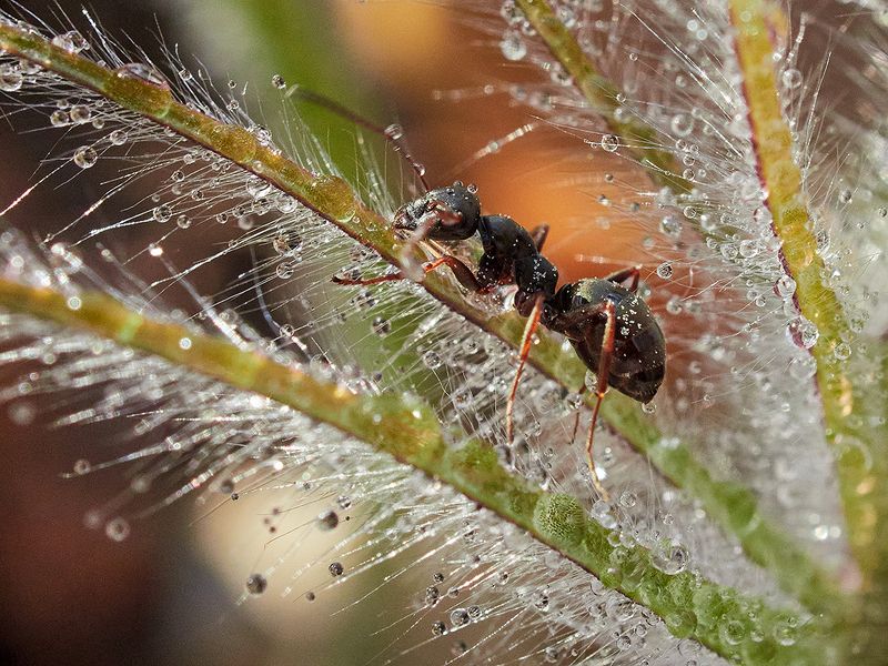 Путешественник фото превью