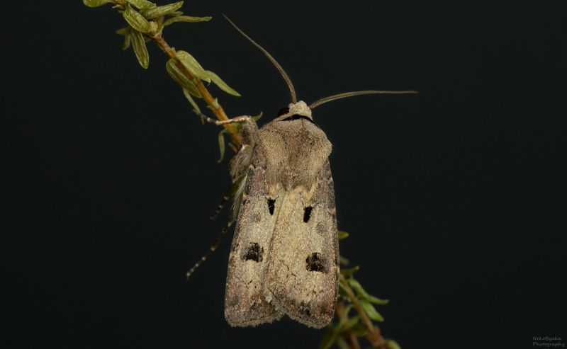 макро, природа, насекомые, бабочки, мотыльки, вредитель, macro, nature, insects, butterflies, moths, pest Совка Восклицательная фото превью