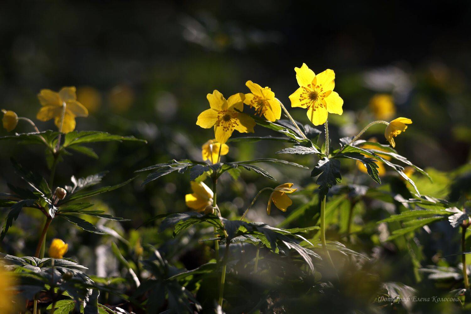 , Колосова Елена