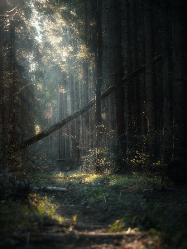 Мишки ушли спать фото превью