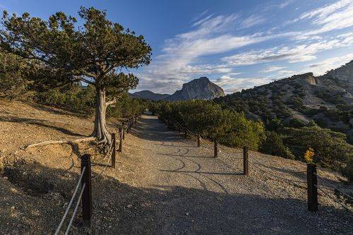 Можжевеловая аллея