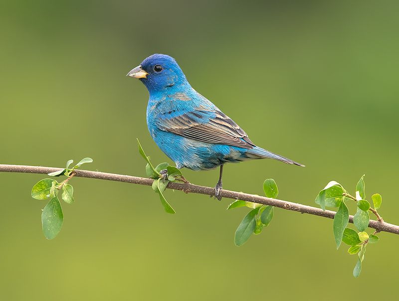 индиговый овсянковый кардинал,indigo bunting, кардинал, весна Indigo bunting. Индиговый овсянковый кардинал фото превью