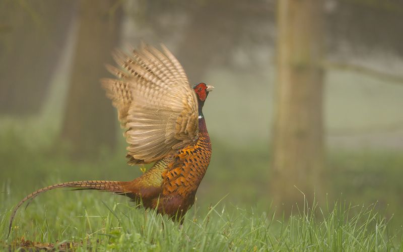 Pheasant фото превью