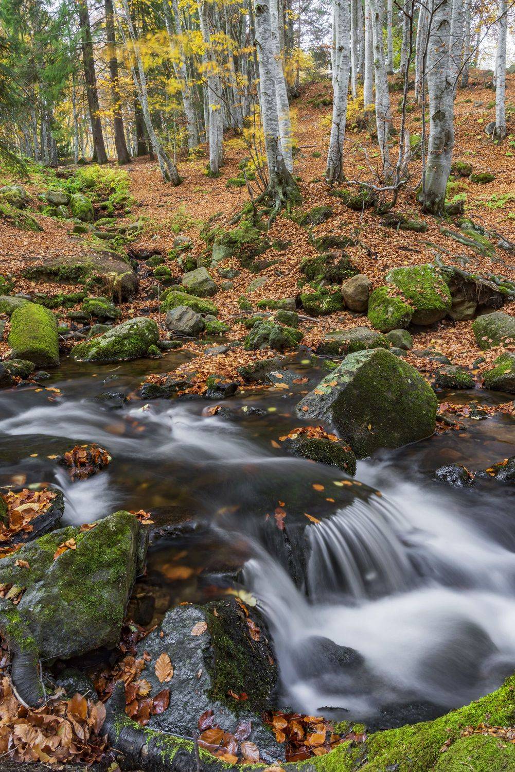 autumn landscapes naturte vertical, viktor demidov