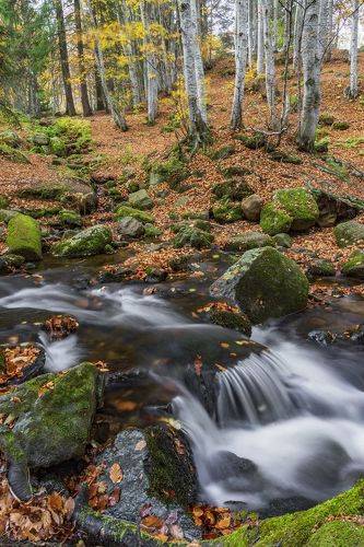 The colors of Autumn8