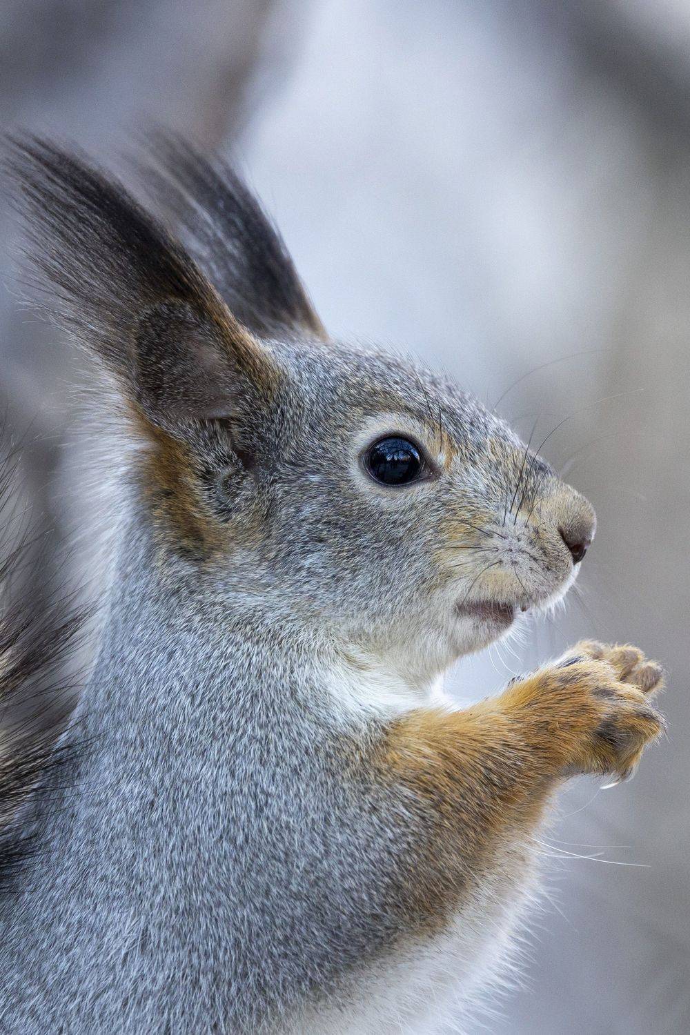 , Щепанов Дмитрий