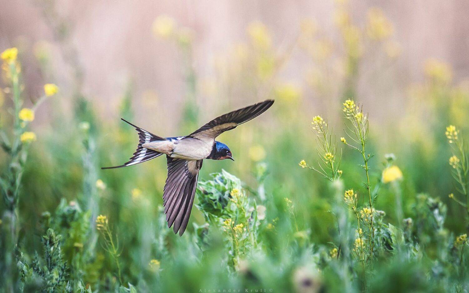 , Круль Александр