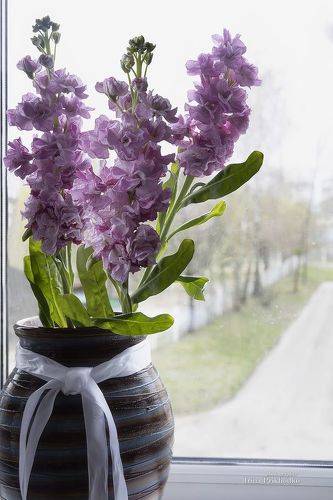 Душистая маттиола на окне