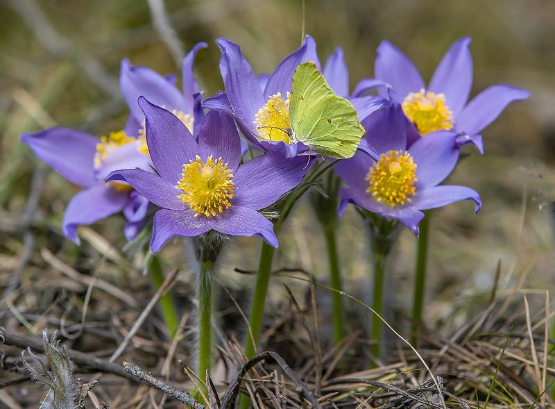 цветы, прострелы, весна, опушка леса Весенние цветы фото превью
