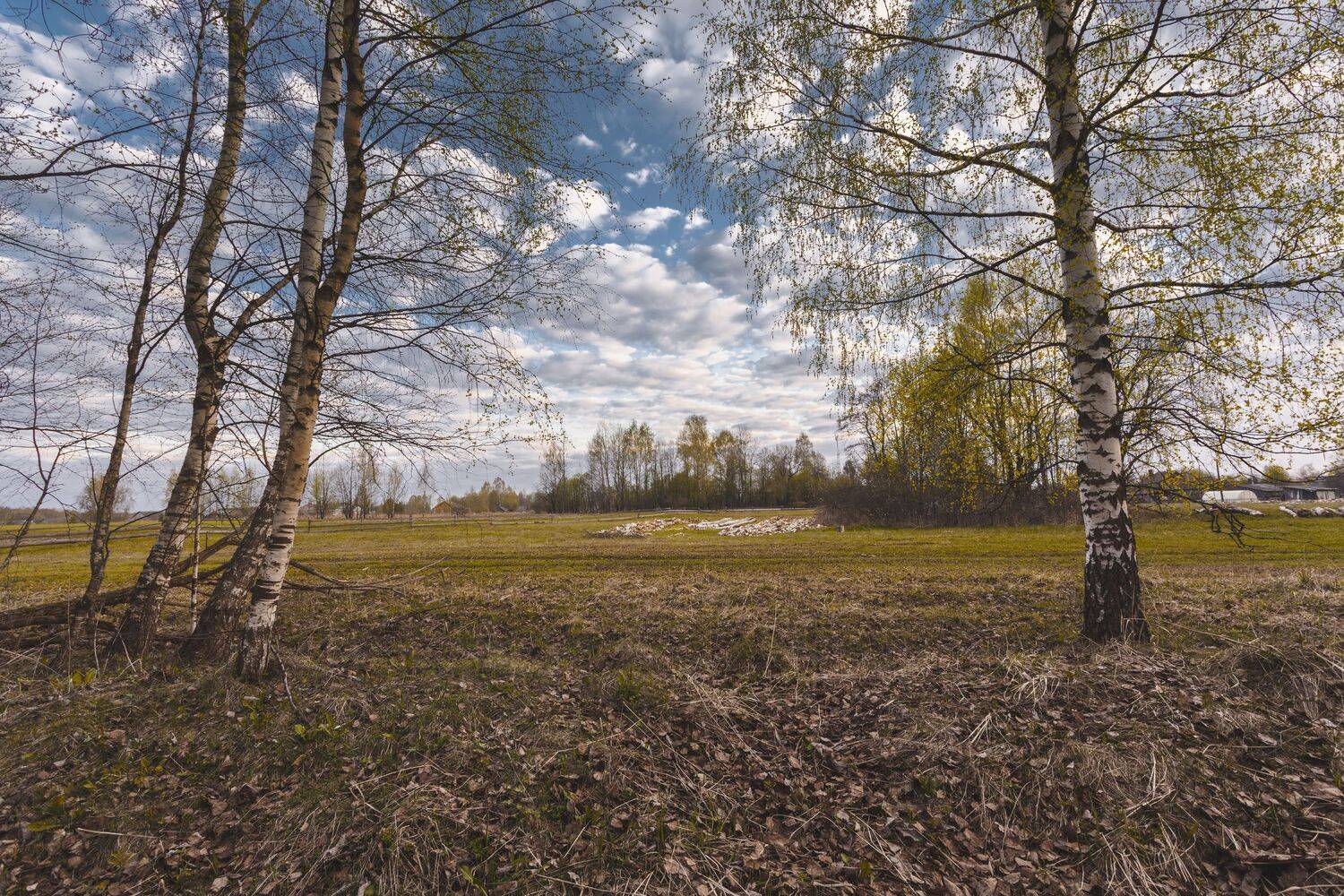 весна, апрель, березки, Зеленько Дмитрий