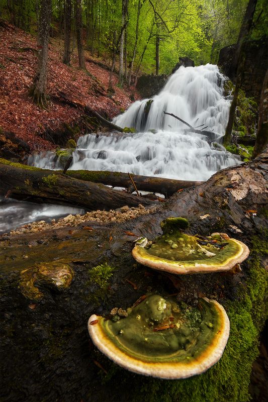 каньон, крым, река, лес, пейзаж, грибы, природа \