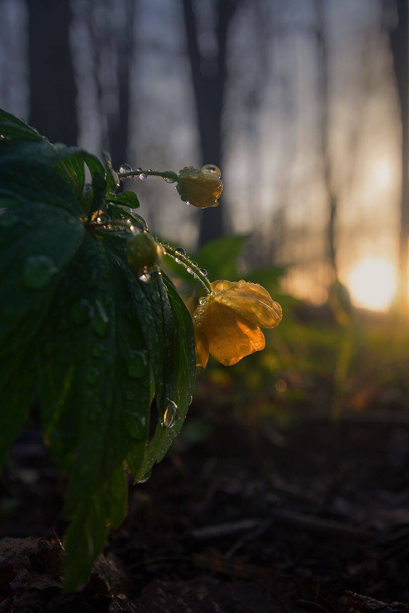 кострома, ветреницы, цветы, Елена Рубинская