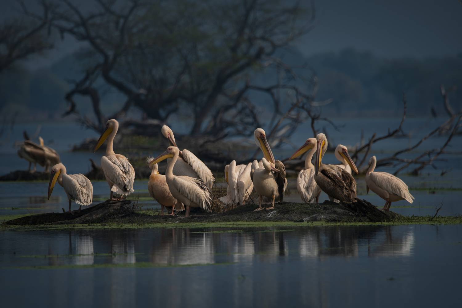 #birdphotography	 #birdsofinstagram	 #wildlifephotography	 #birds	 #naturephotography	 #bird	 #nature	 #wildlife	 #photography	 #birdwatching	 #natgeo	 #photooftheday	 #nikon	 #birding	 #naturelovers	 #canon	 #animals	 #birdlovers	 #travel	 #love	 #bestbi, Diganta Roy