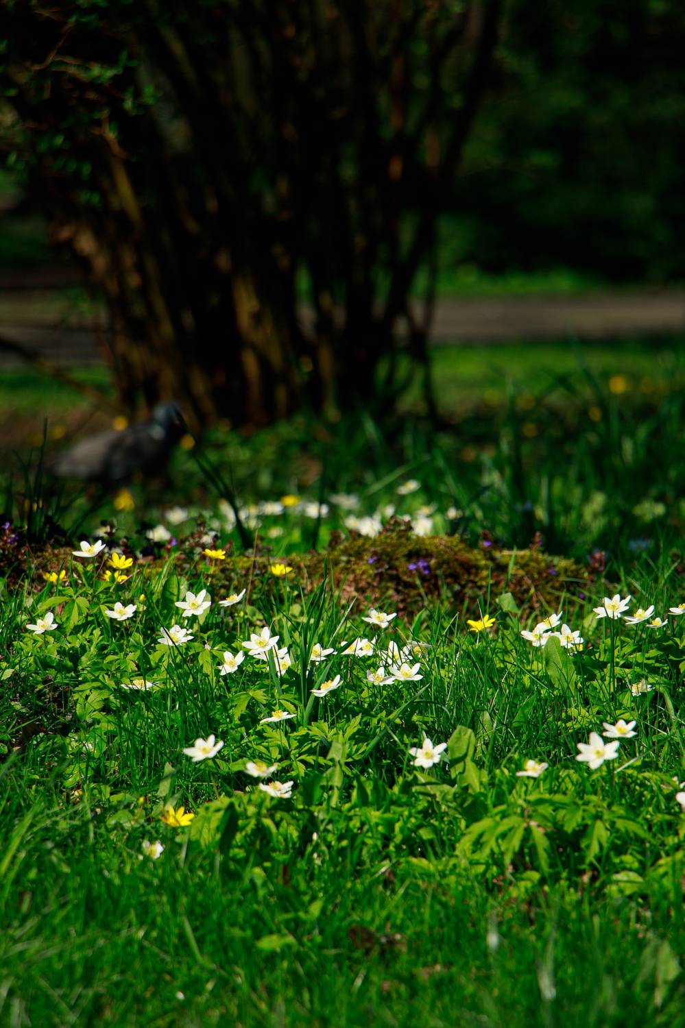 , Жорнова Светлана