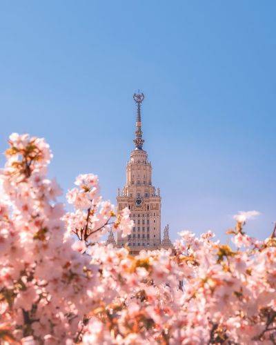 Сакура около МГУ
