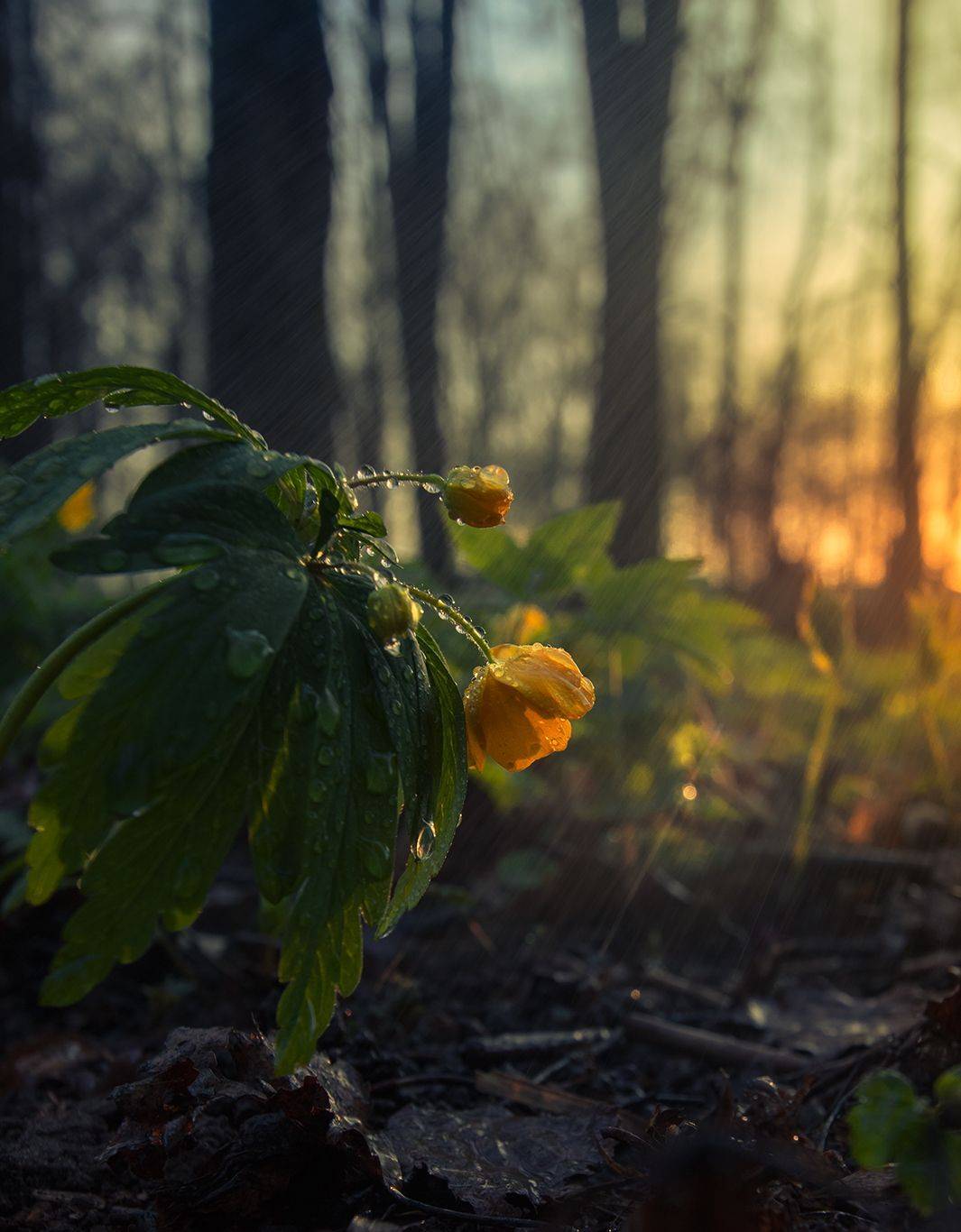 кострома, цветы, ветреницы, макро, природа, Елена Рубинская