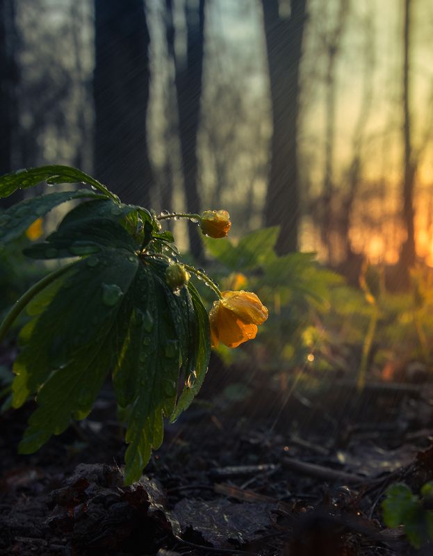 кострома, цветы, ветреницы, макро, природа  фото превью