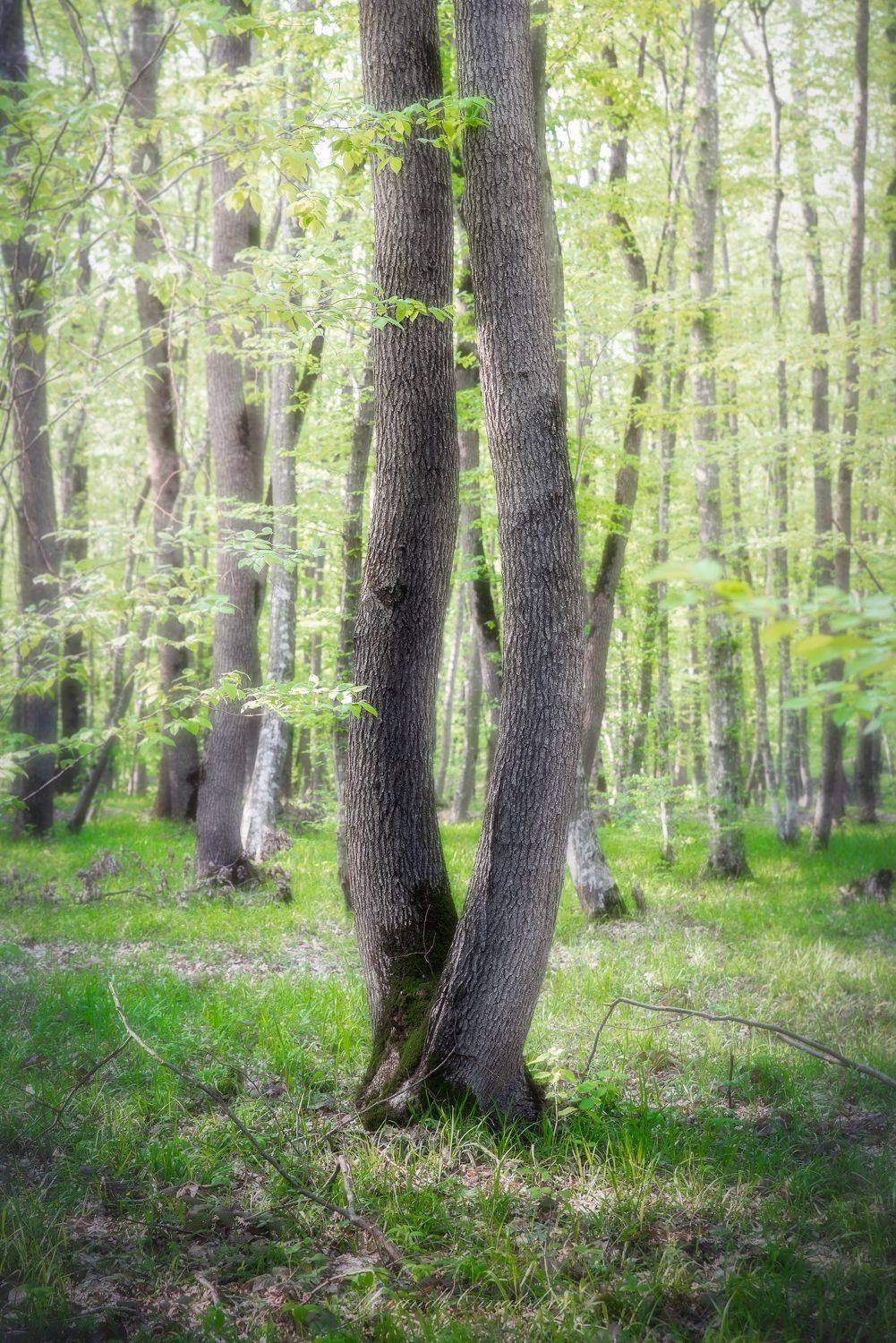 , Alexander Ornatskiy