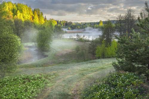 Подснежники...