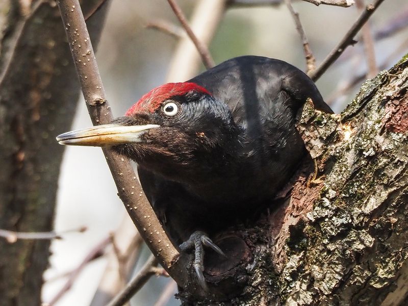 черный пират)) фото превью