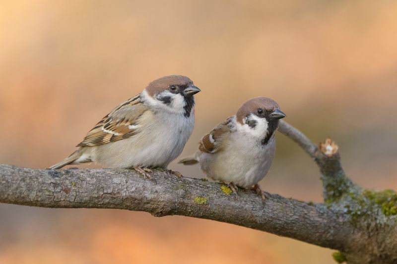 Зрители фото превью
