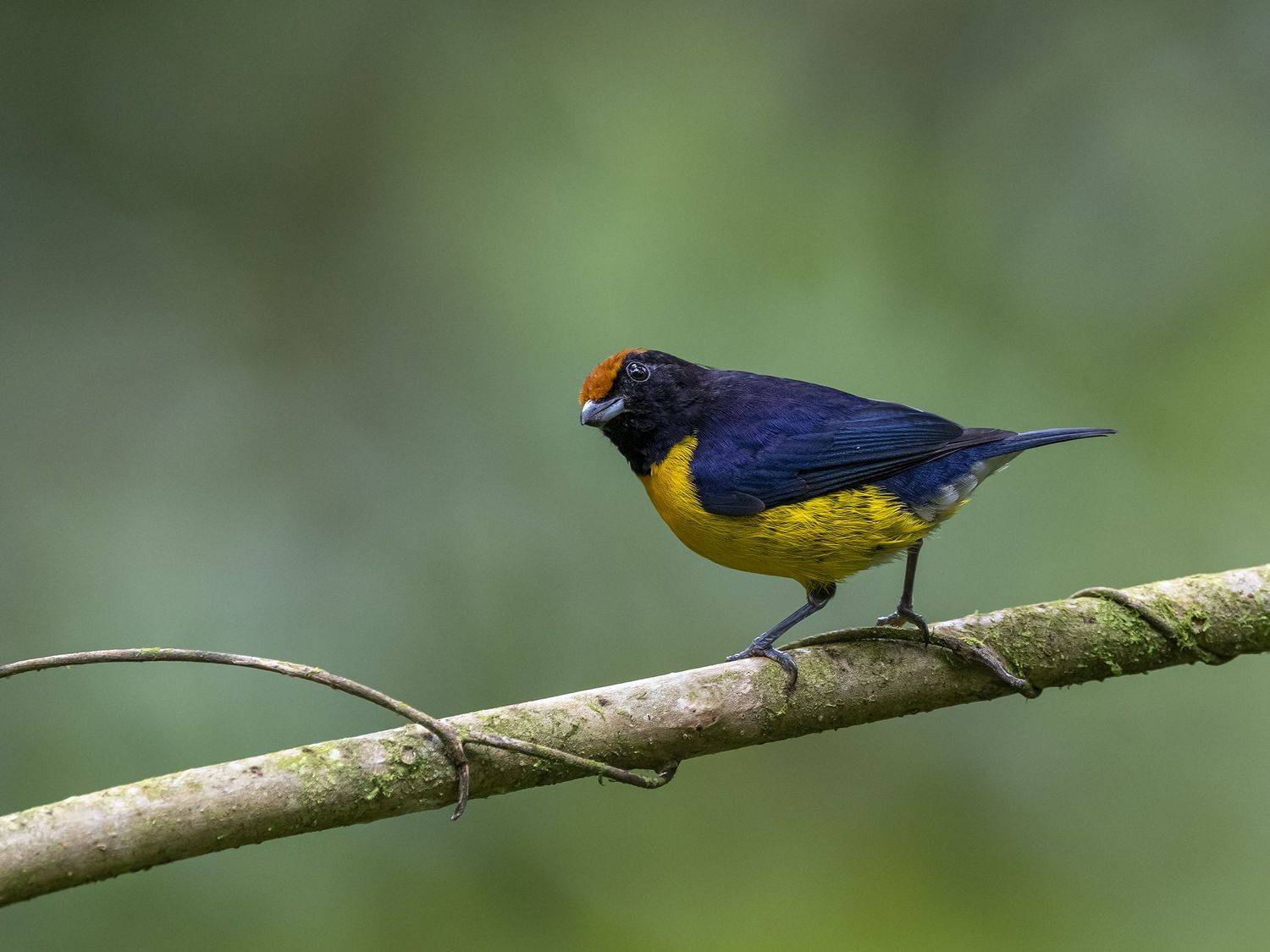 , Burgalin Sequeira Fernando