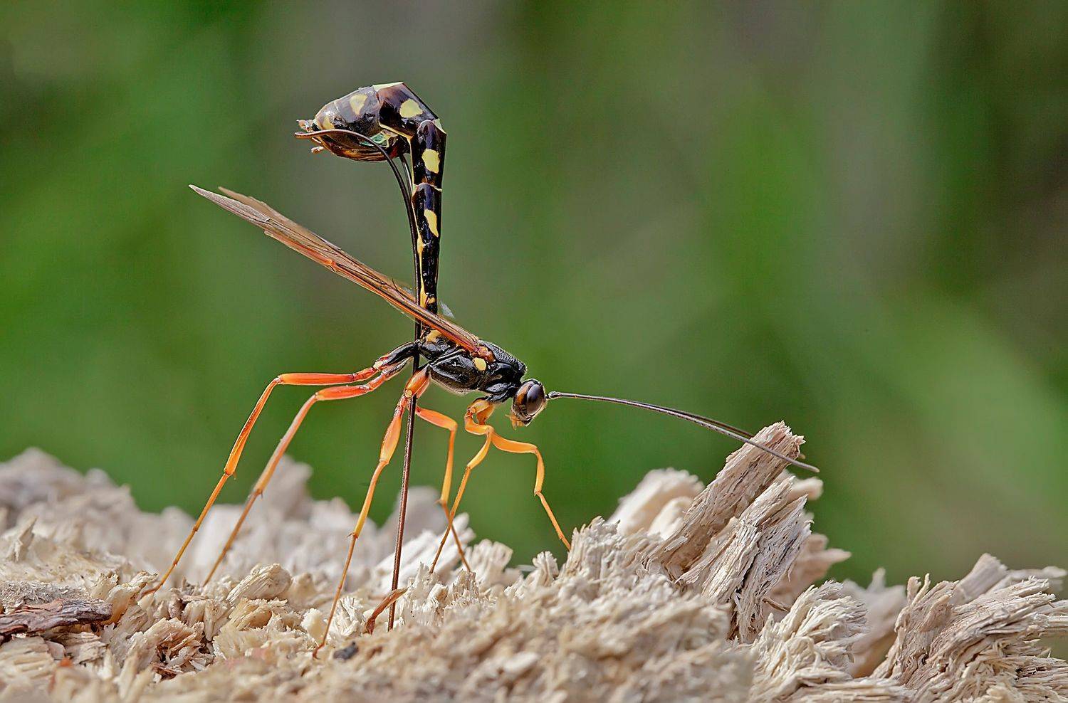 наездник рогохвоста большого, rhyssa persuasoria, лето, насекомые, Широких Александр
