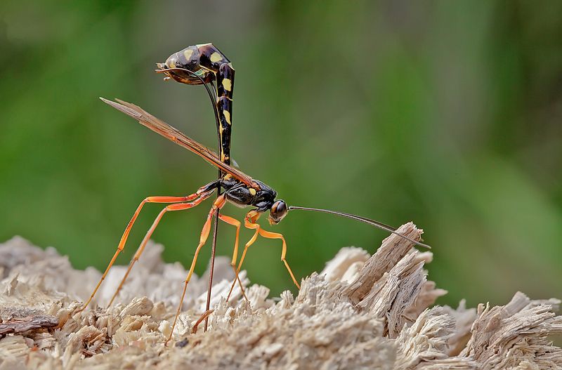 наездник рогохвоста большого, rhyssa persuasoria, лето, насекомые Наездник за работой фото превью