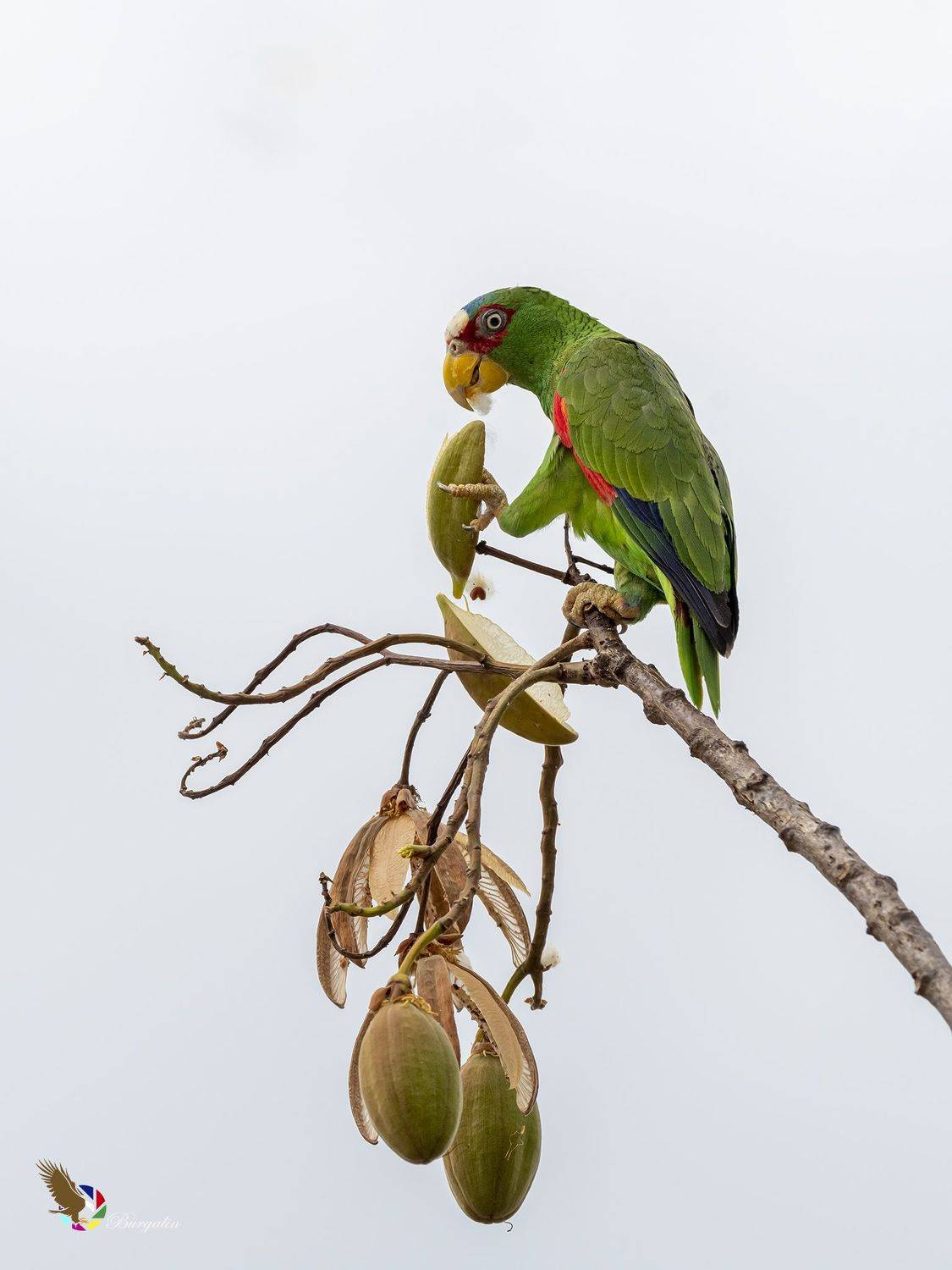 , Burgalin Sequeira Fernando