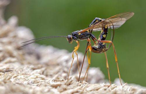 Наездник рогохвоста