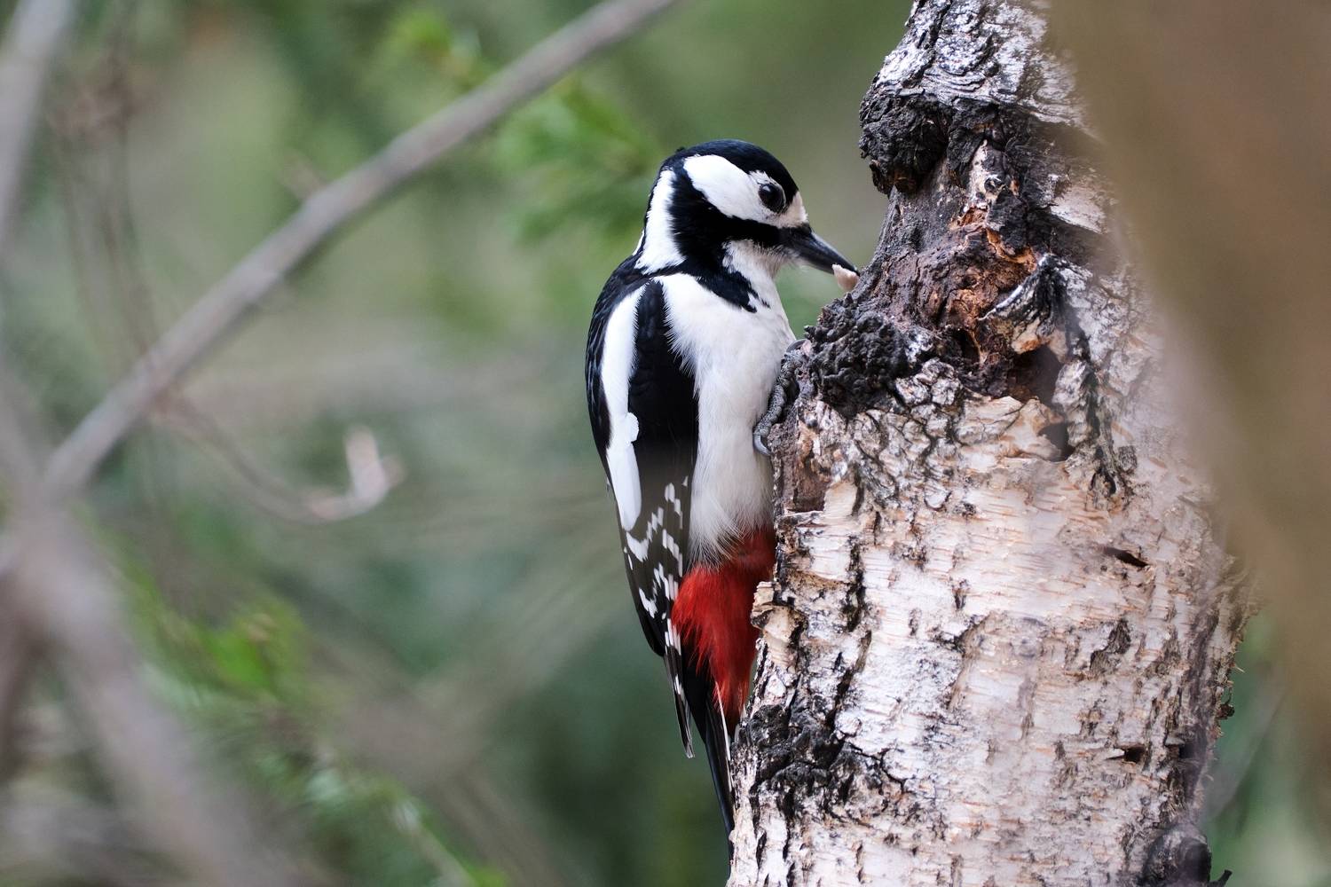 дятел, красноярские столбы, Багурский Алексей