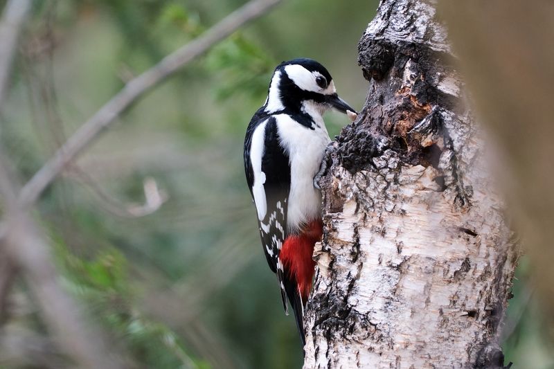 дятел, красноярские столбы Дятел  фото превью