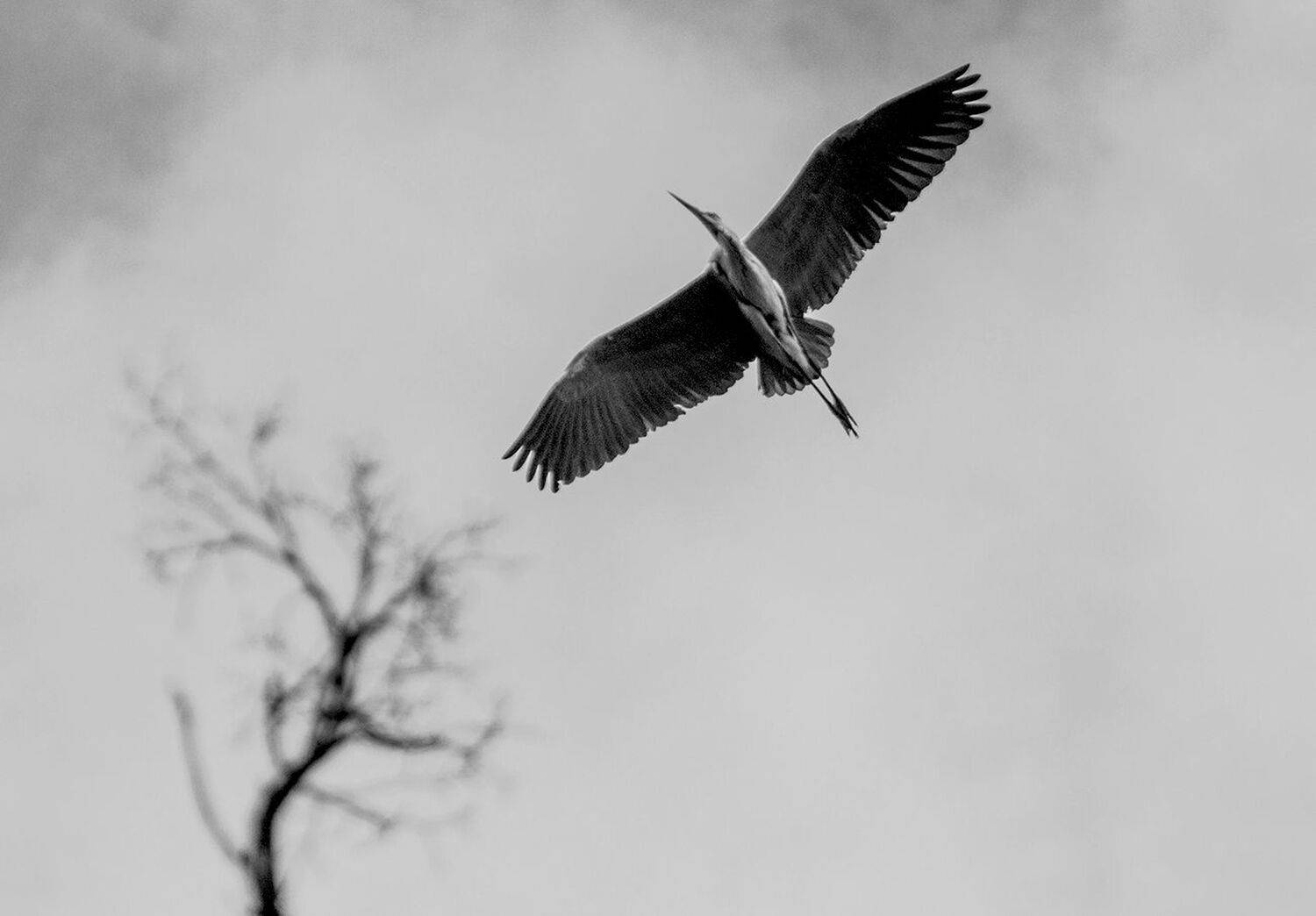 серая цапля, Михаил Агеев