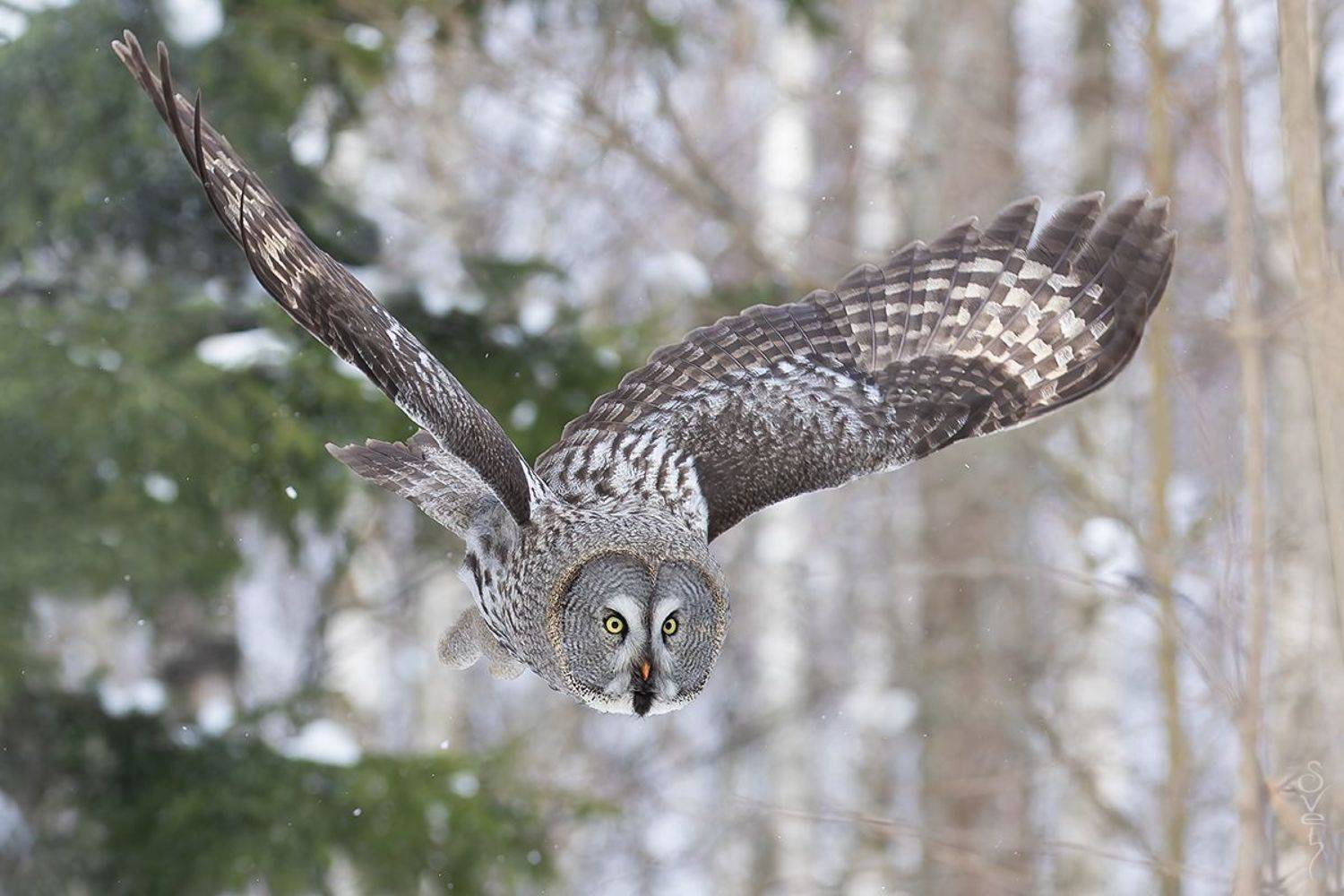 бородатая неясыть, Байбекова Светлана