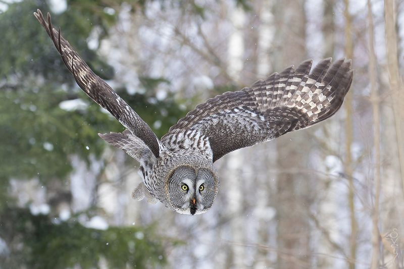 бородатая неясыть зашуршала где-то мышка.. фото превью