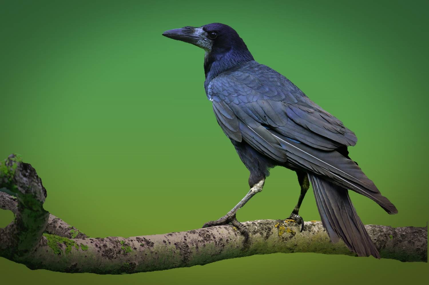 , Корнейчук Игорь