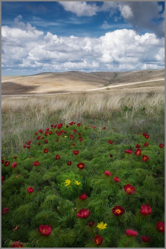 крым, белая скала, пион, весна, Пионы Белой скалы фото превью