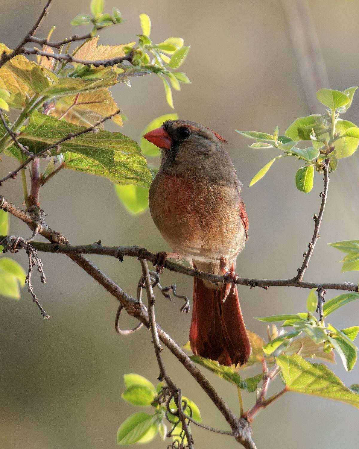 , Леонид Дьяченко