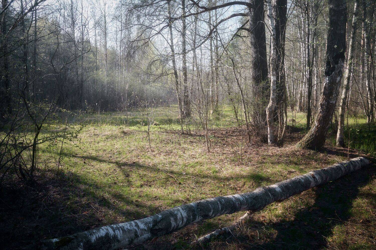 лес, свет, деревья, пейзаж, forest, woodland, light, landscape, trees, Валерий Вождаев
