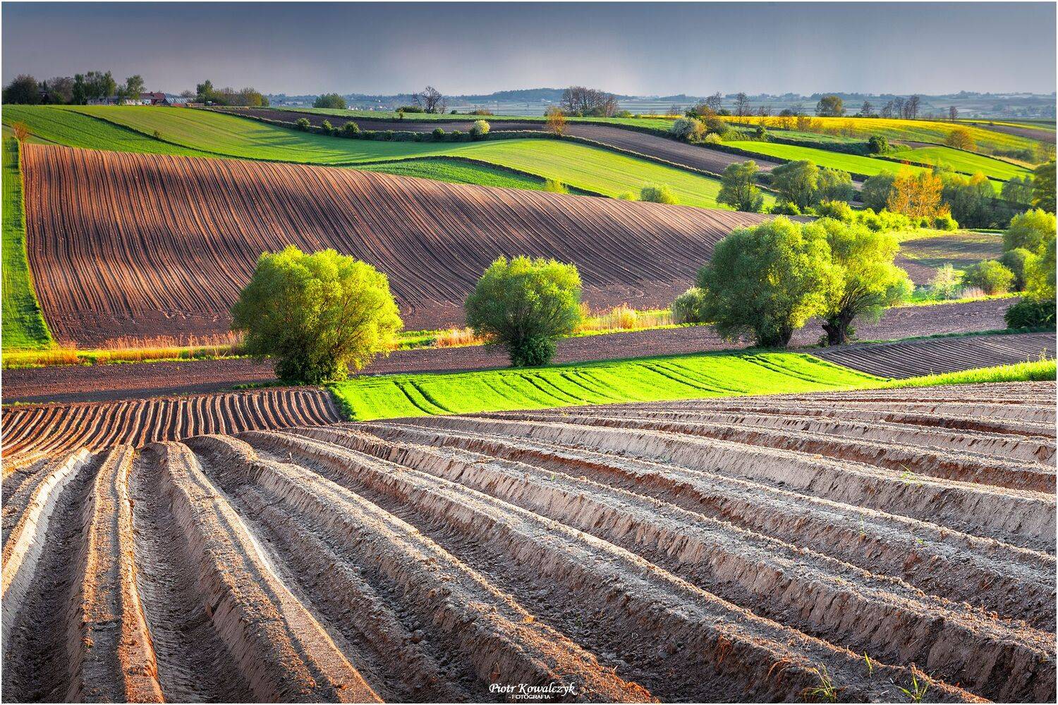 polska, pola, drzewa, Kowalczyk Piotr