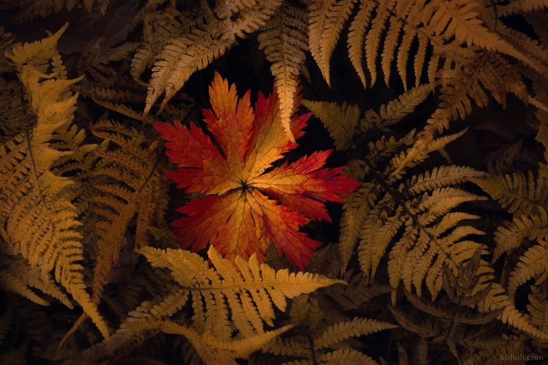 искусство природы, тайга, тундра, папоротники, листья, капельки, макро, осень, янтарь, север Янтарная мозаика фото превью
