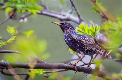 песни о весне..