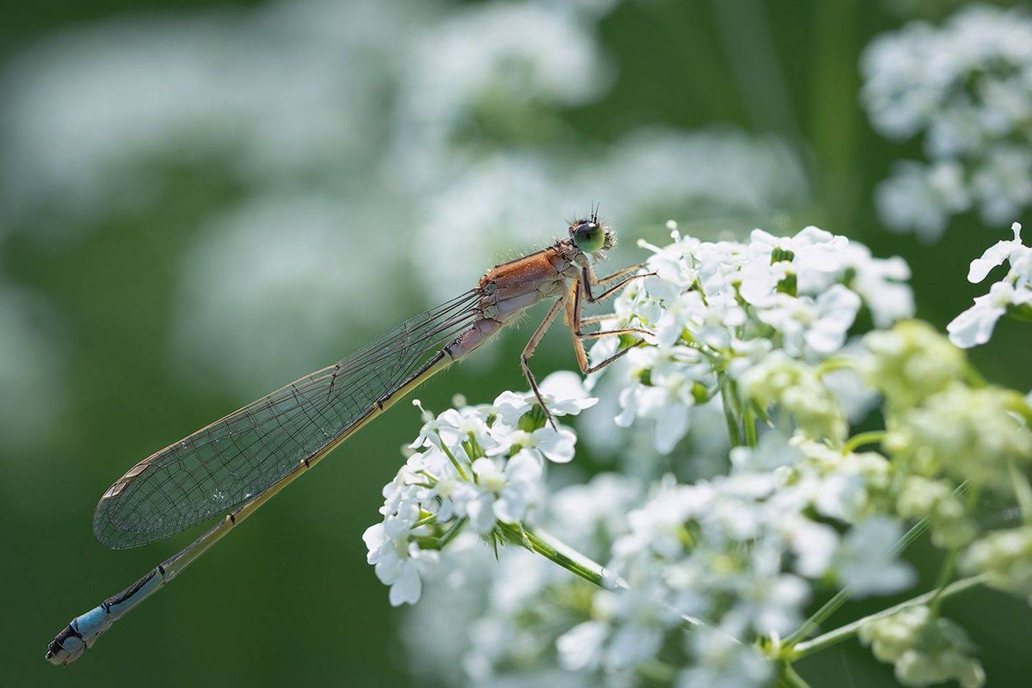 стрекоза, макро, насекомое, macro, insect, dragonfly, Хилько Марина