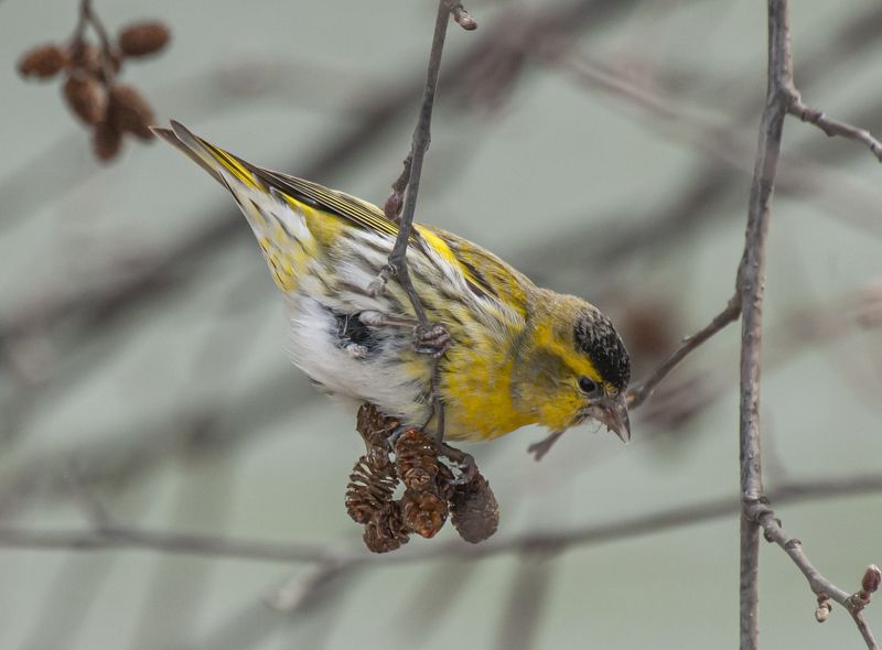 кисловодск, птицы, чиж Чиж фото превью