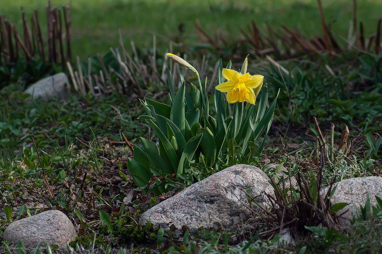 , Орлов Олег