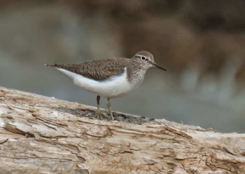 кисловодск, птицы, кулик-перевозчик Кулик-перевозчик фото превью