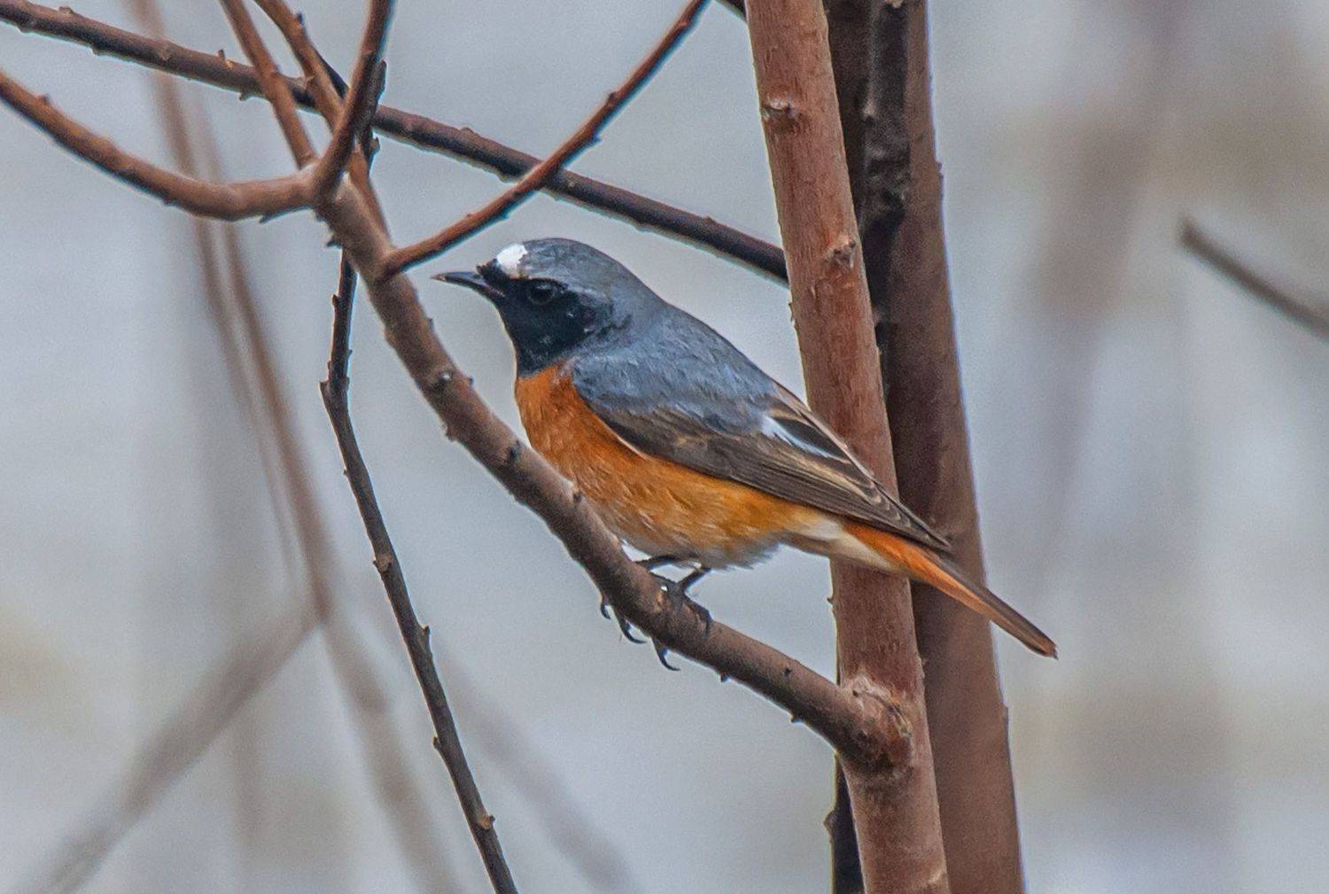 кисловодск, птицы, обыкновенная горихвостка, Савчук Сергей