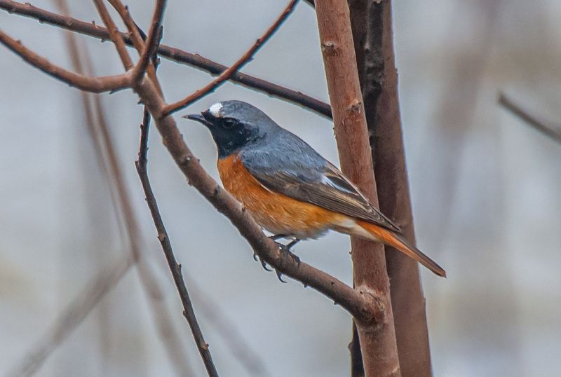 кисловодск, птицы, обыкновенная горихвостка Обыкновенная горихвостка фото превью