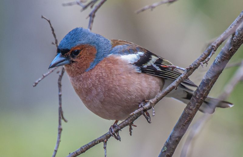 кисловодск, весна, птицы, зяблик Зяблик фото превью